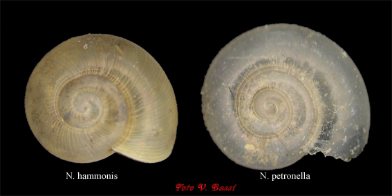 Nesovitrea hammonis